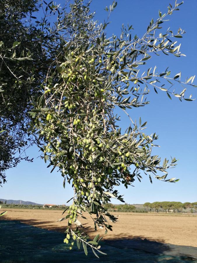 Il Podere Di Sole 로까스트라다 외부 사진